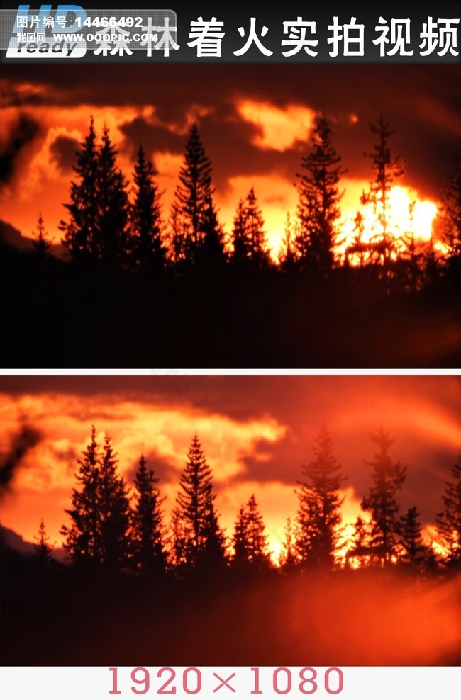 实拍森林着火视频素材