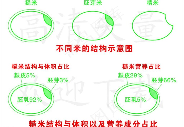 糙米结构图图片cdr矢量模版下载