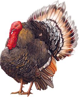 逼真狮子头动物图案矢量图素材