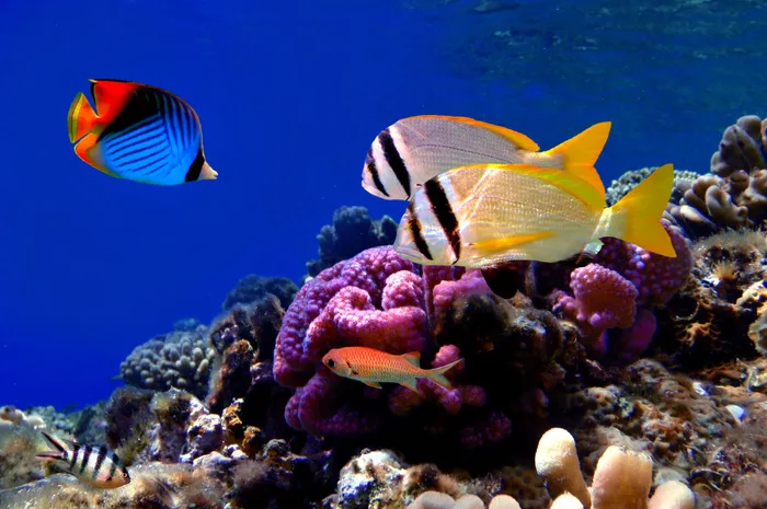 海底生物世界摄影图片