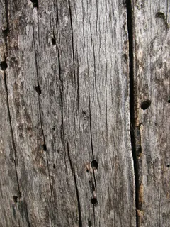 木皮的纹理41