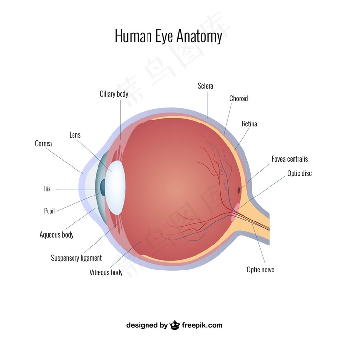 眼的解剖向量