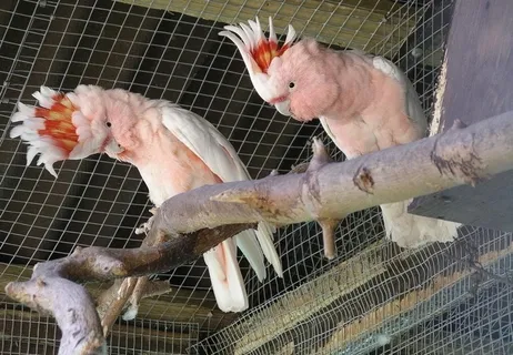 米切氏凤头鹦鹉图片