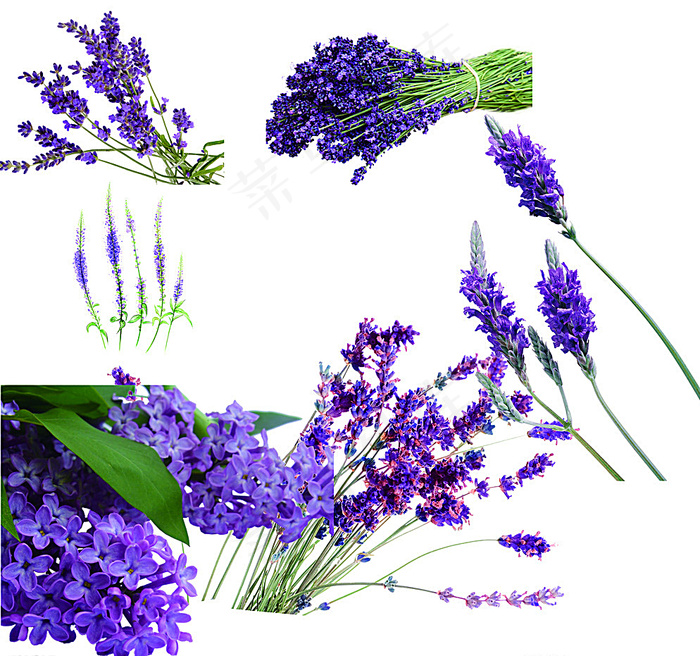 薰衣草图片