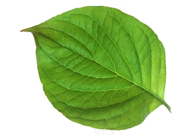 卵圆形绿色植物叶片素材