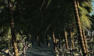 河上的森林 Palm tree f...