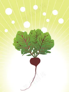 有机甜菜根关闭插图