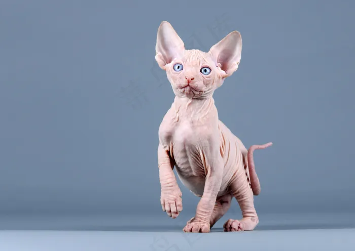 可爱无毛猫