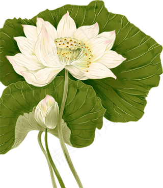 夏季荷花中国风水墨莲花素材png免...