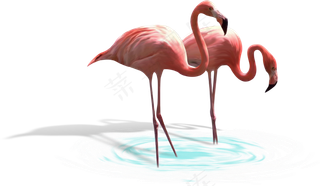 动物免抠png图片ps素材飞鸟