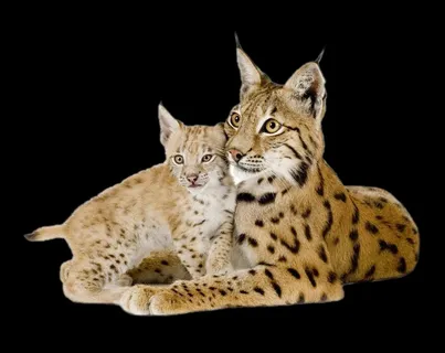 老虎免抠素材PSD分层