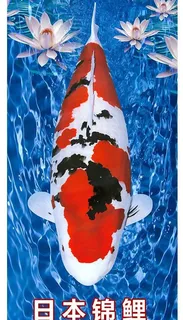 日本锦鲤图片