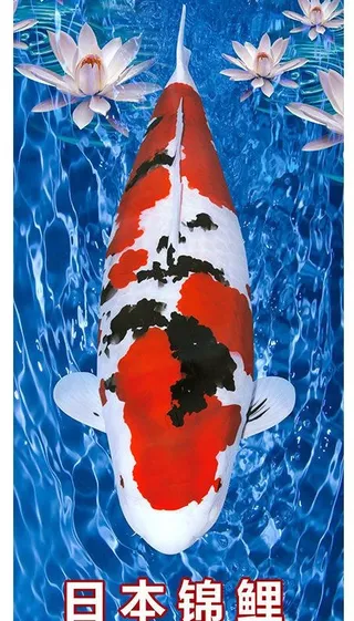 日本锦鲤图片