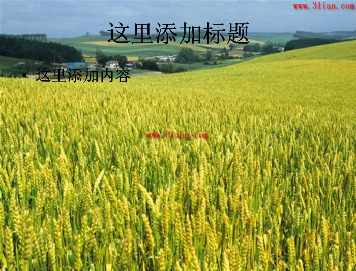金色麦田