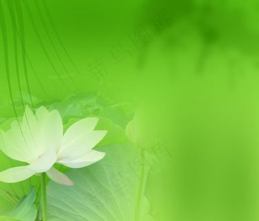 绿色背景图片