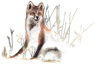 狼彩绘挂画装饰画素材