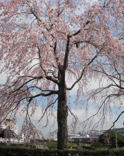 日本横滨港 樱花满开