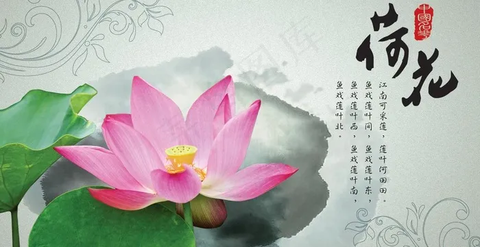 中国名花之荷花图片psd模版下载