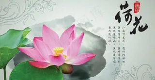 中国名花之荷花图片