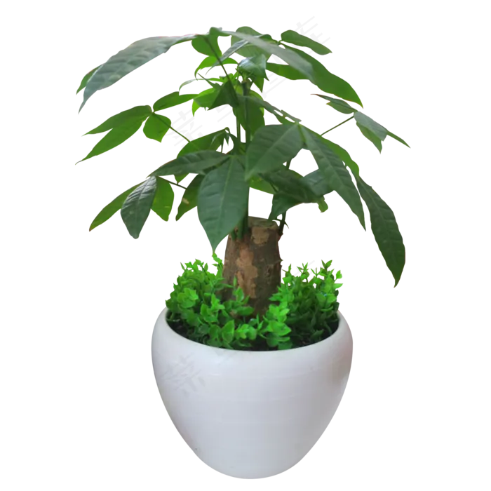 白色瓷盆栽发财树,免抠元素(2000*2000px 300 dpi )