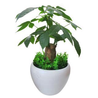 白色瓷盆栽发财树,免抠元素