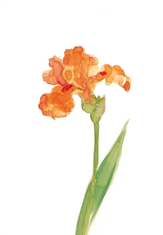 花卉图案水墨画设计元素