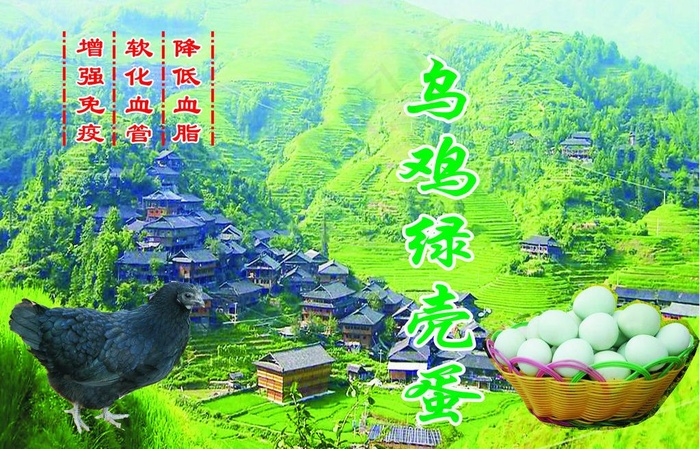 乌鸡绿壳蛋cdr矢量模版下载
