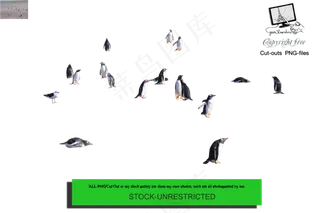 北极企鹅素材分层免扣大图