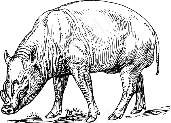 鹿豚剪贴画