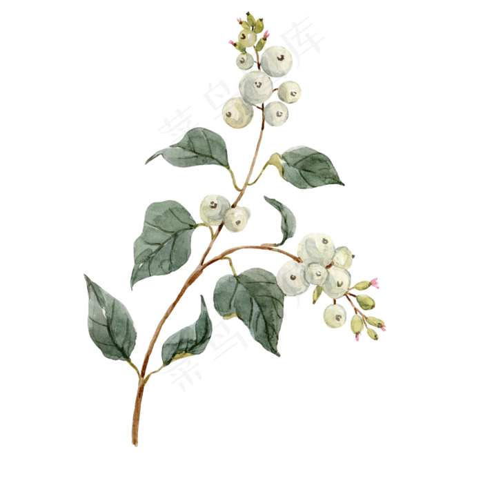 手绘白色花蕾花枝png透明素材