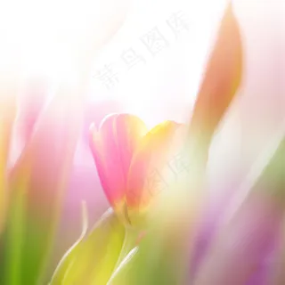 梦幻郁金香鲜花背景