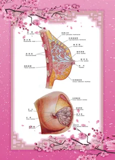 乳房结构图