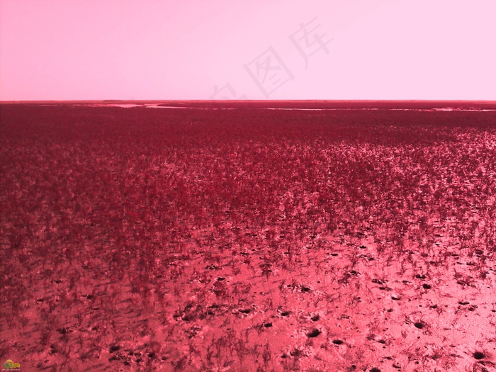 盘锦红海滩景观图片