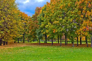 草地上的落叶图片