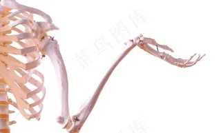 人体骨骼图片