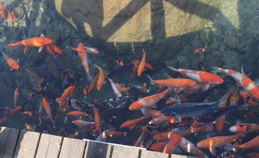 鲤鱼图片 鲤鱼图片