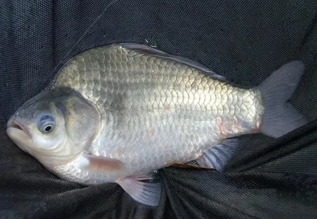 鲤鱼 鲫鱼 钓鱼 水图片