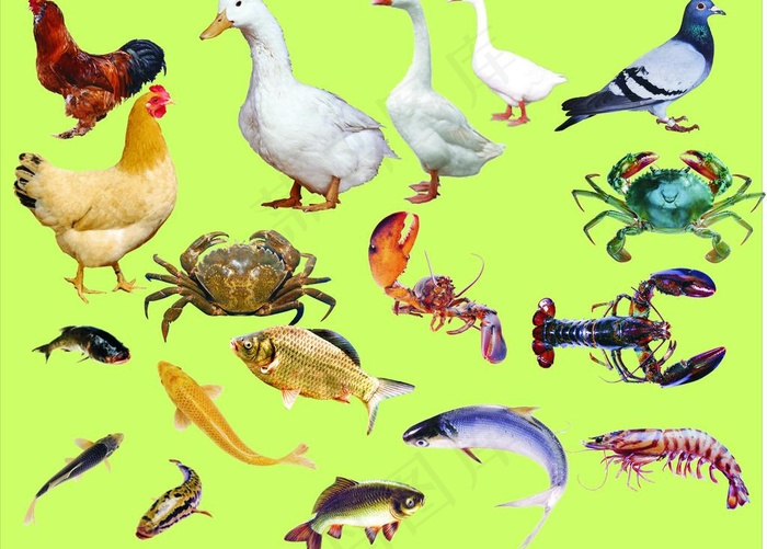鱼 鹅 蟹 鸡图片
