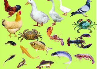 鱼 鹅 蟹 鸡图片