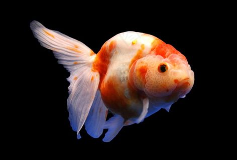 金鱼免抠素材PSD分层