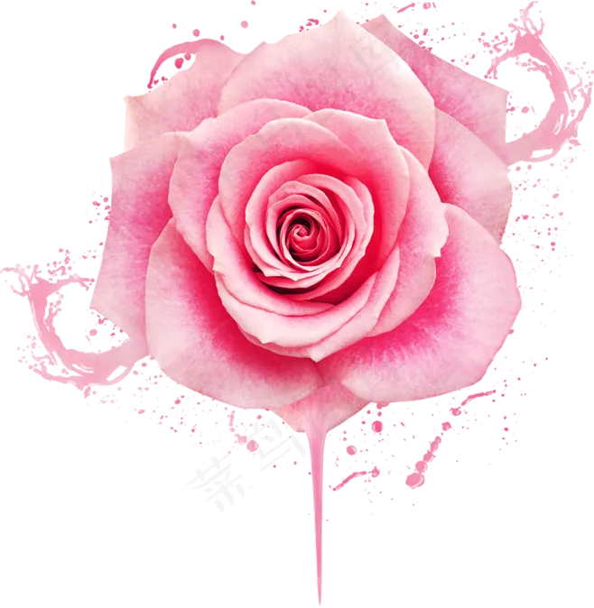 玫瑰花