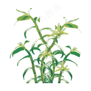 手绘仙草石斛草免抠下载手绘仙草石斛草免抠下载
