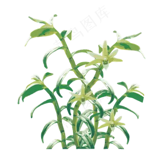 手绘仙草石斛草免抠下载手绘仙草石斛草免抠下载