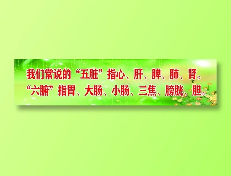 五脏六腑psd模版下载