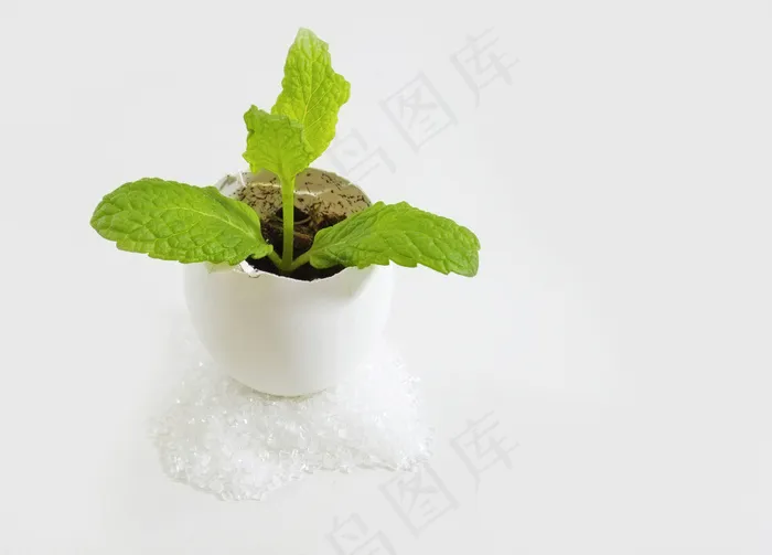 小薄荷植物