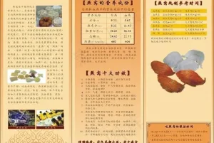 燕窝三折页图片