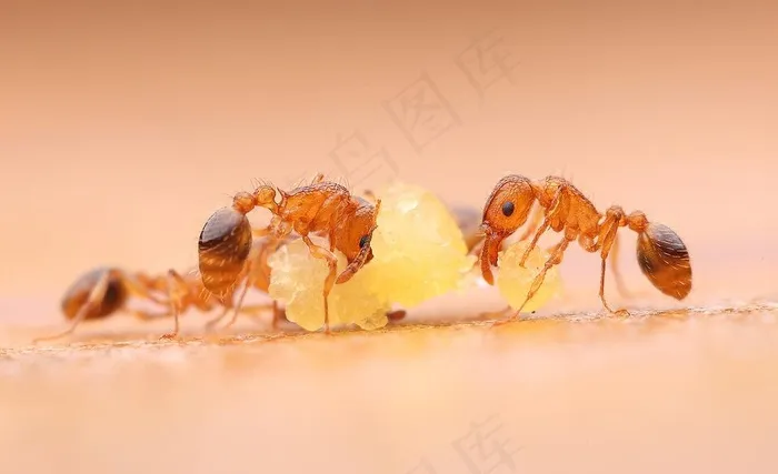蚂蚁图片