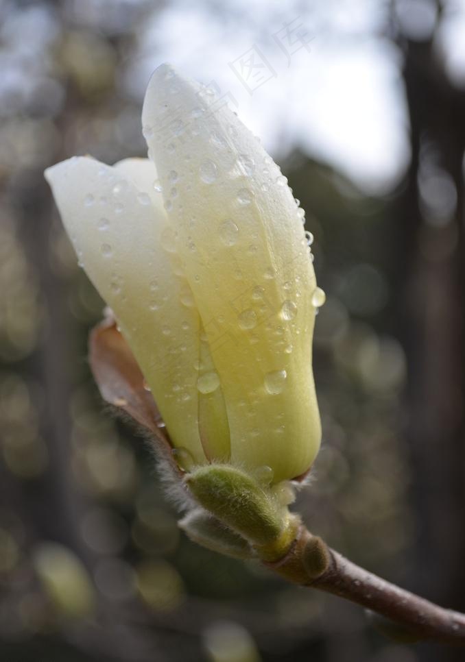 白玉兰花图片