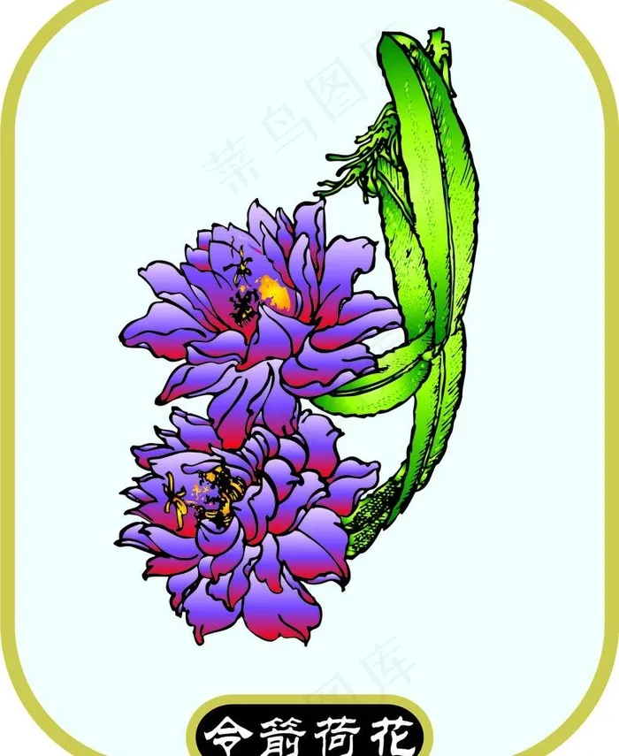 令箭荷花图片cdr矢量模版下载