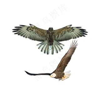 鹰 免枢素材PSD分层